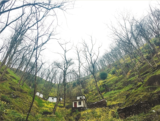 拿什么拯救你，我的山核桃——臨安山核桃產(chǎn)業(yè)調(diào)查（下）