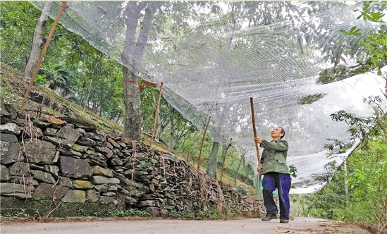 這顆“搖錢樹”怎么了？