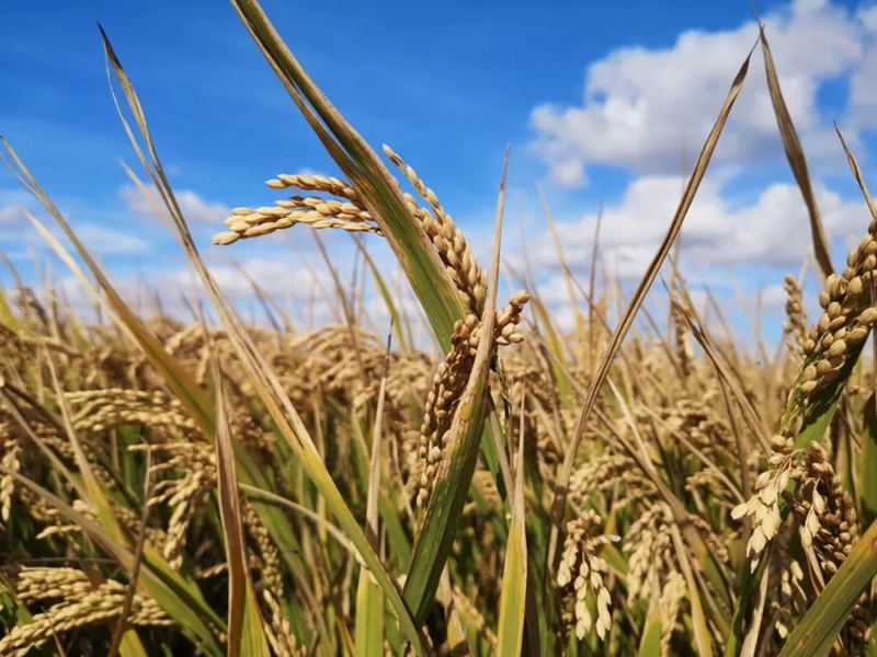 1542260422728280.png 9cfc9621b28ebb1f1e8f73aeeaefdbc.png