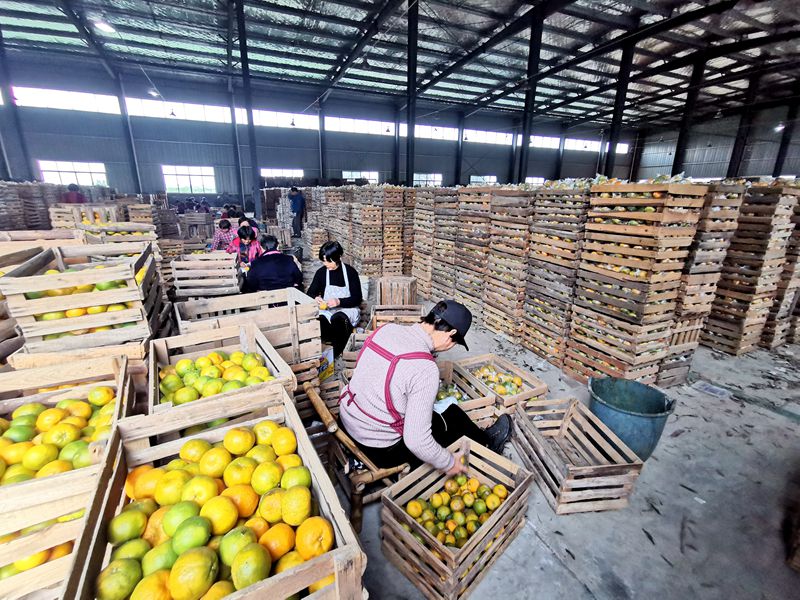 柑橘豐收卻不增收？看浙農(nóng)控股如何給龍游的橘農(nóng)們“支招”