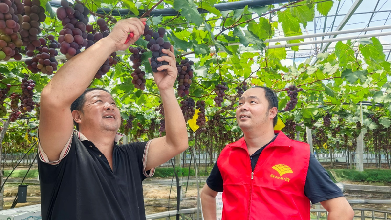 愛普科技黨員農(nóng)技服務(wù)隊(duì)助力浦江葡萄產(chǎn)業(yè)提質(zhì)增效